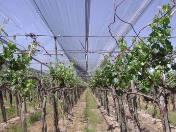 Plastic Antihagel Opleveren het met hoge weerstand voor Wijngaard/Druif, Douane